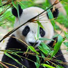 Panda Bamboe Bear Panda Bear Giant Panda