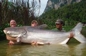 Rekor terbesar tercatat memiliki berat 70 kg. 7 Ikan Terbesar Di Dunia Yang Masih Hidup Dan Pernah Ditemukan