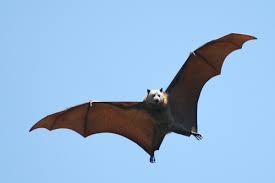3 Conseils Pour Bien Accueillir Les Chauves Souris Au Jardin
