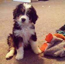 Browse bernese mountain dog puppies and dogs in nearby cities. Bernedoodle Bernese Mountain Dogs X Poodles All The Cute Looks And Colors Of A Bernese With The Hypoallergenic And Non Shed Tierbabys Welpen Susse Hundefotos