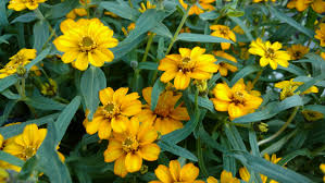 Image result for Zinnia angustifolia