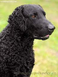 A curly does shed but the coat never grows longer than two or three cm in length and therefore never needs any formal grooming. Curly Coated Retriever In 2021 Curly Coated Retriever Akc Dog Breeds Dog Breeds