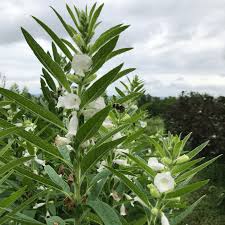 Image result for Sesamum angolense