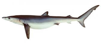 Image result for Isurus oxyrinchus