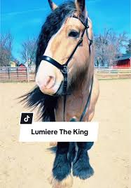 Lumiere: The King of the Barn and His Buckskin Charm