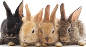 Read customer reviews & find best sellers. Estee Lauder Joins Fight Against Animal Testing Professional Beauty