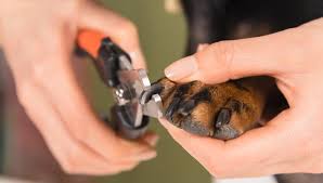 easily trim your dogs nails