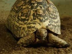 Du möchtest eine pantherschildkröte halten? Pantherschildkrote Zoo Brno
