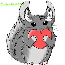 Find and buy chinchilla easily. Cariveau Chinchilla Rescue Home Facebook