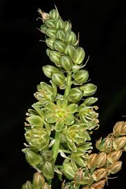 Image result for Albuca virens