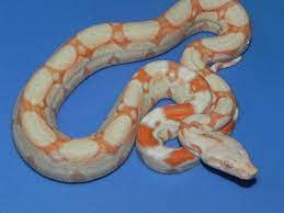 Coral Albino Boa Constrictor For Sale Boa C Imperator Animal Room Boa Constrictor Albino