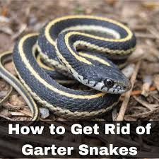 How To Get Rid Of Garter Snakes Without Killing Them 7 Tried And True Ways Dengarden