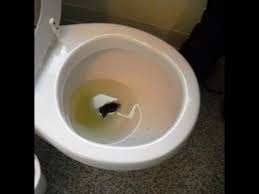 How To Improve The Power Of Your Wc Flush. Not Enough Water To Flush Stuff  Away? - Youtube