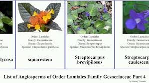 Image result for Streptocarpus eylesii