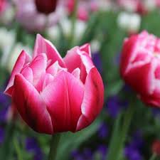 Normand Lefebvre (1949-2025)