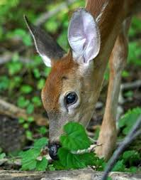 And although cilantro is entirely. Deer Eat Untamed Science