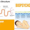 This course will explore what is currently known about the biological basis of emotional. Https Encrypted Tbn0 Gstatic Com Images Q Tbn And9gcr3dvm6mm0zelau9lri7b7crwm5bgbevx5lqe 6w Osym Yvhzb Usqp Cau