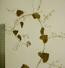 Image result for Cyclantheropsis parviflora