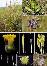 Image result for Blumea axillaris
