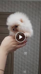 Keep pomeranian puppies in a warm room at 70 to 90°f for the first 20 days after birth. Adorable Teacup Pomeranian Baby Video Gifs Teacup Pomeranian Pomeranian Puppy Teacup Pomeranian Puppy Training