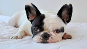 French Bulldog Kopek Cinsi Ve Ozellikleri 2020 Buldok Bulldog Yavrulari Fransiz Bulldog Yavrulari