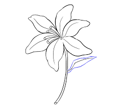 You can print or color them online at getdrawings.com for absolutely free. Tiger Lily Coloring Page Free Coloring Library