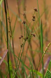 Image result for Juncus oxycarpus