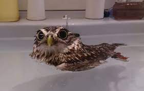 Owl taking bath in the tub. This Little Owl Taking A Bath Is So Cute Funny Owl Pictures Owl Pet Owl