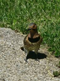 Which pecker am I? : r/birding