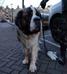 Whether saint bernards have short hair or long hair, they do shed and require grooming on a regular basis. Saint Bernard Grooming Bathing Shedding And Haircuts
