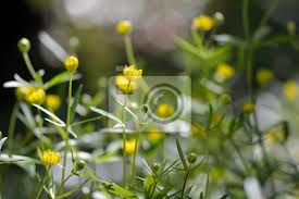 Die butterblume | die butterblumen. Goldilocks Butterblume Ranunculus Auricomus Agg Pflanze Aus Fototapete Fototapeten Aggregat Hahnenfuss Britisch Myloview De
