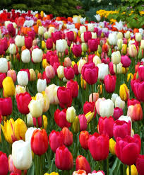We are at the forefront when it comes to flower trends, seasonal blooms, floral greens, and garden roses. Tulips Bulb Flowers Flowers Wholesale Flowers