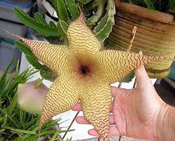 Its leaf segments are square shaped with pointed hooks on one end and along the sides like pincers, giving rise to its common name crab cactus. Starfish Cactus Plant Stapelia Gigantea Easy To Grow 8 Hanging Pot Buy Online In Japan At Desertcart Jp Productid 32736292