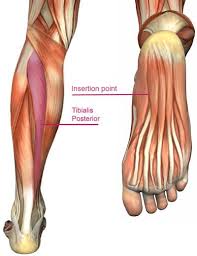 Aches And Pains In The Heel Or In The Bottom Of The Foot Can Be Very Challenging It Can Stop The Best Massage Therapy Massage Treatment Reflexology Massage