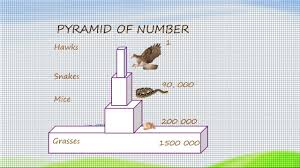 A Level Biology Sb13u Ecological Pyramids Pyramid Of Number Pyramid O In 2020 Ecological Pyramid Natural Disasters Ecology Design
