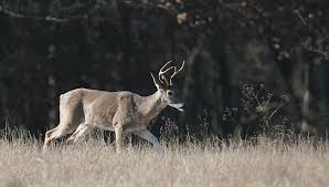 Hunter Dies After Being Attacked By A Deer Hed Just Shot