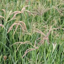 Image result for Eustachys