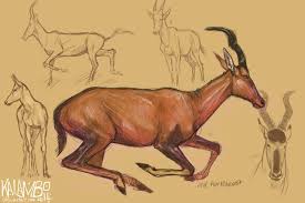 Red Hartebeest By Kalambo On Deviantart Drawings Antelope Draw