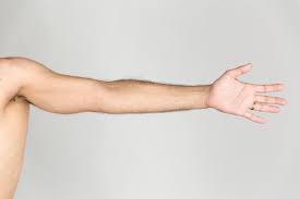 There are more than 600 muscles in the human body. Arm Wikipedia