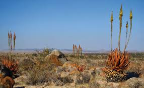 Image result for Aloe bicomitum