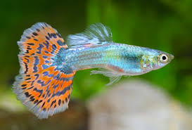 Algae and spirulina are also good for them to eat. Feeding Fish Properly Aquascaping Wiki Aquasabi