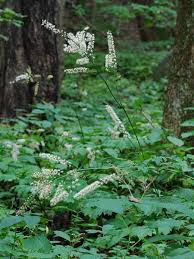 Image result for Acanthopale confertiflora