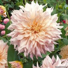 Looking for the perfect dinner plates to create a stunning table setting? Cafe Au Lait Dinner Plate Dahlia Cafe Au Lait Dahlia Bulb Flowers Flowers