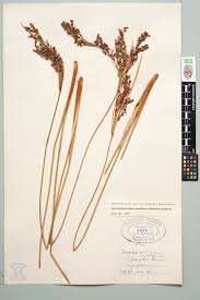 Image result for Juncus kraussii