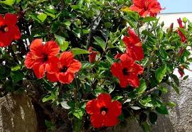 There are hardy hibiscus varieties but it is the chinese, or tropical, variety that produces the lovely small trees with braided trunks. Red Full Sun Exposure Hibiscus Flower Plant For Garden Packaging Type Box Rs 20 Unit Id 4722205591