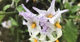 Image result for Solanum giganteum