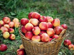 Trees new york (treesny) is a 501(c)3 environmental nonprofit organization. Best Apple Picking Ny Families Should Check Out This Fall 2020