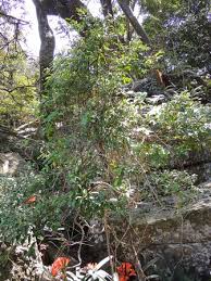 Image result for Cassipourea congoensis