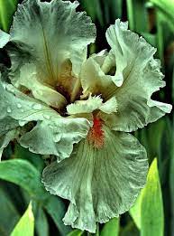 Anderson Iris Gardens Iris Flowers Iris Garden Plants