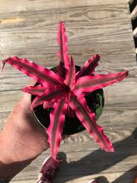 Snow white waffle plant cats. 28 Astonishing Pink Houseplants To Add Cuteness To Any Indoor Space